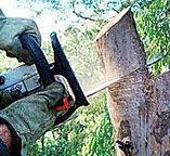 Best Tree Health Inspection  in Kelly Ridge, CA
